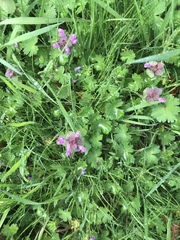Lamium purpureum purpureum