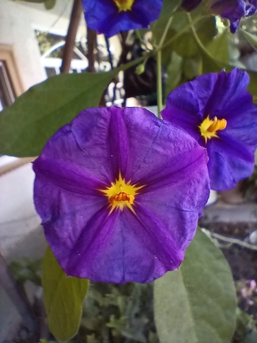 Foto de Mirtilo-azul