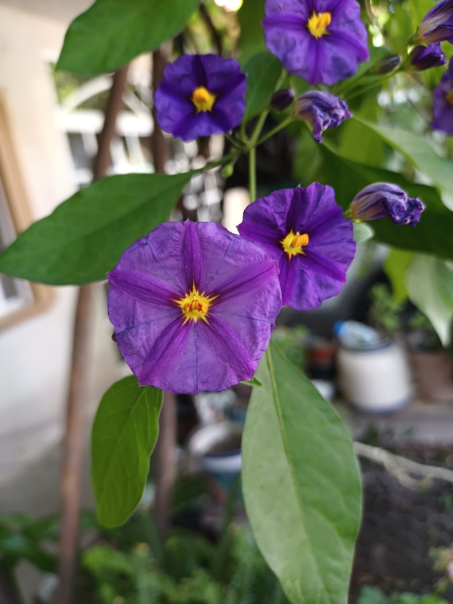 Imagem de Mirtilo-azul