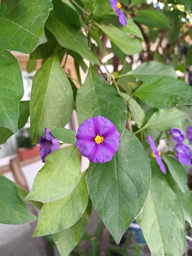 Foto de Mirtilo-azul