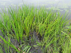 Sparganium glomeratum