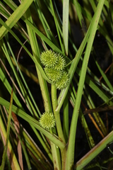Sparganium glomeratum