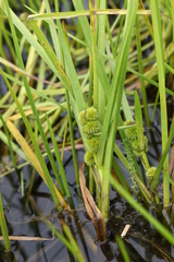 Sparganium glomeratum