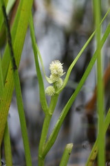 Sparganium glomeratum