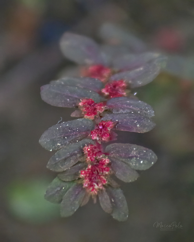 Euphorbia densiflora observed 2023-11-26