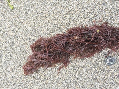 Odonthalia floccosa