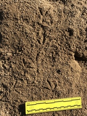 Callipepla californica