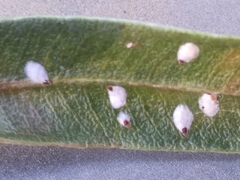 Pseudaulacaspis cockerelli