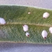 False Oleander Scale - Photo (c) Timothy Johnson, some rights reserved (CC BY-NC), uploaded by Timothy Johnson