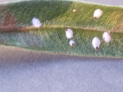 Pseudaulacaspis cockerelli