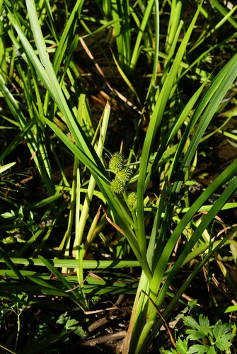 Sparganium japonicum iNat (2)