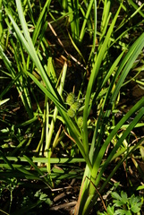 Sparganium japonicum