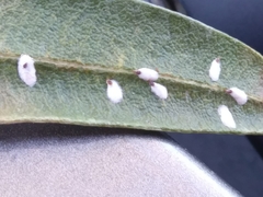 Pseudaulacaspis cockerelli