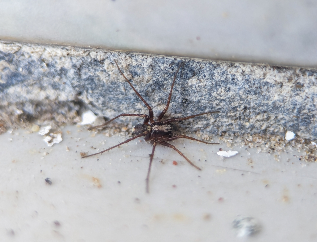 Leprolochus oeiras