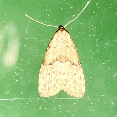 Hypenodes franclemonti