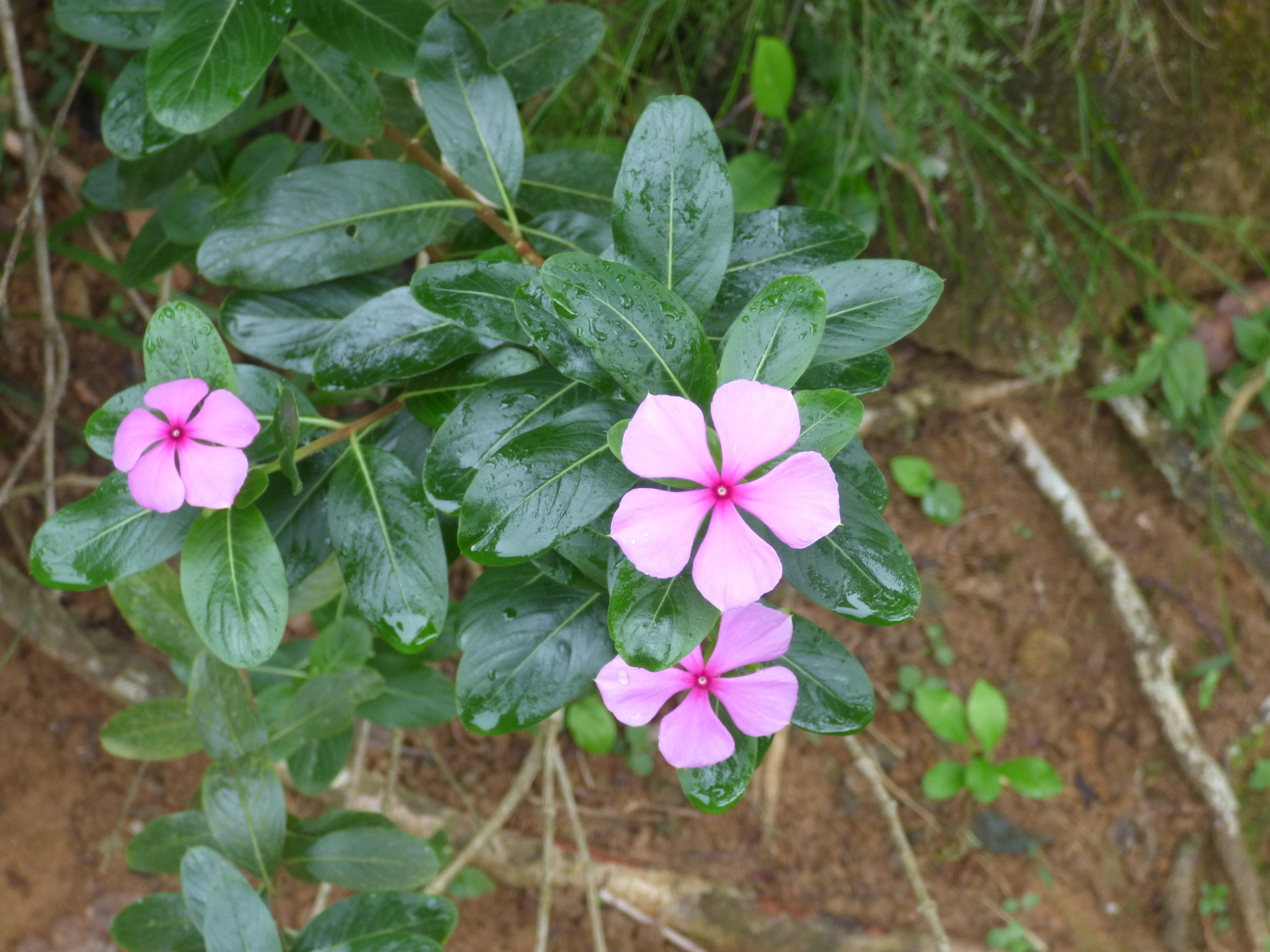 Imagem de Vinca