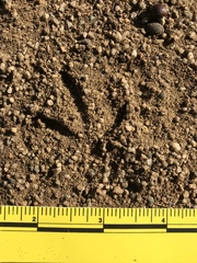 Callipepla californica