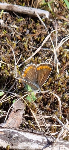 Brown Argus, Noordwijk, Nederland, photo 6 of 10