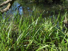 Sparganium japonicum