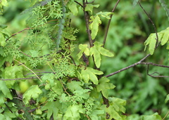 Lygodium palmatum image