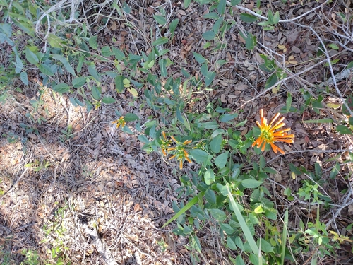 Foto de Flor-de-são-joão