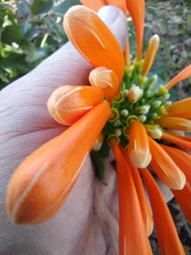 Foto de Flor-de-são-joão