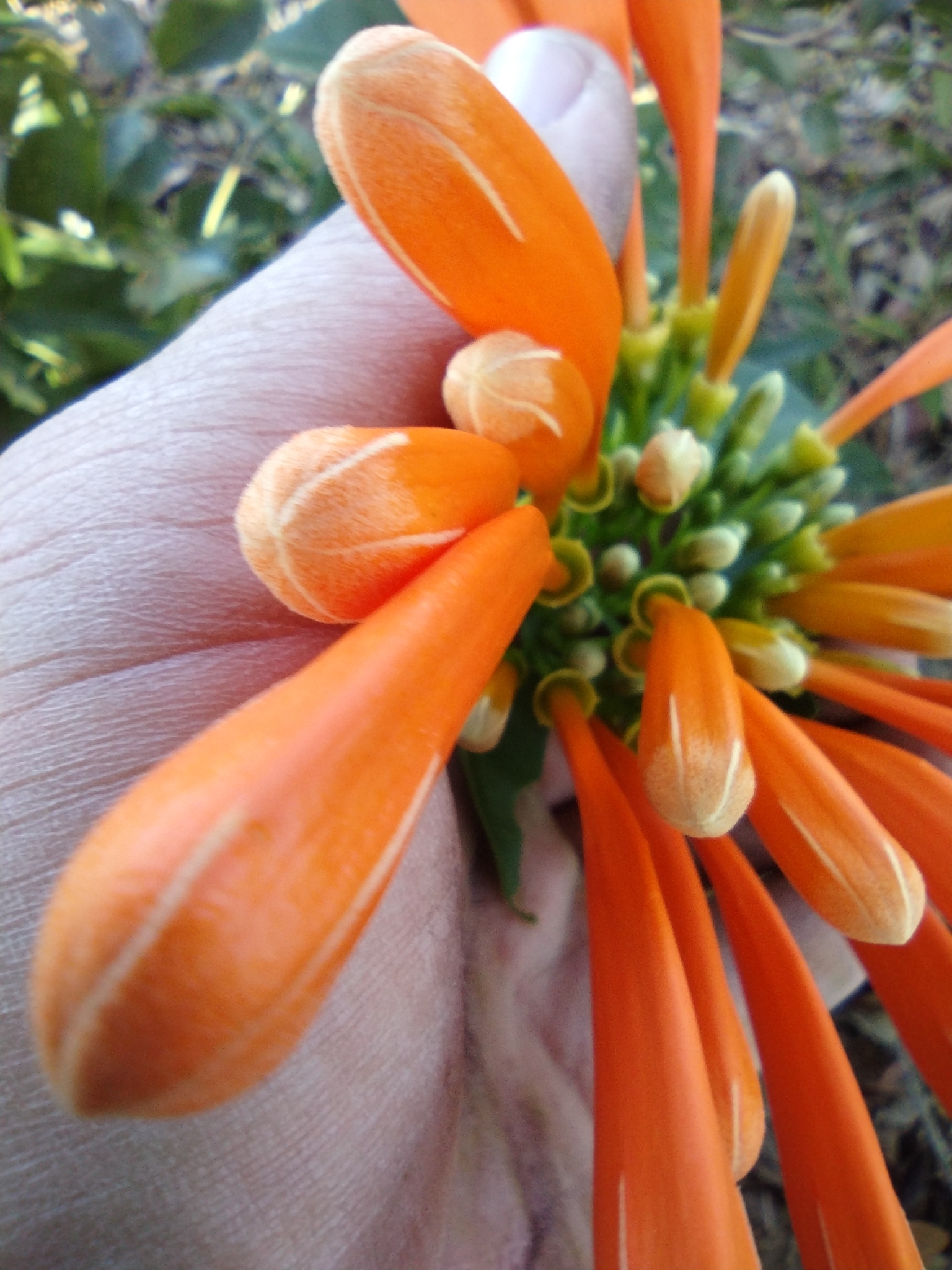 Imagem de Flor-de-são-joão