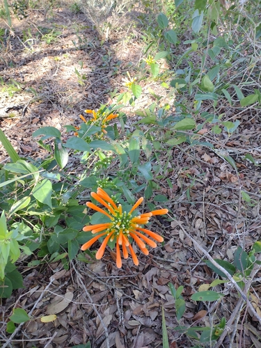 Foto de Flor-de-são-joão