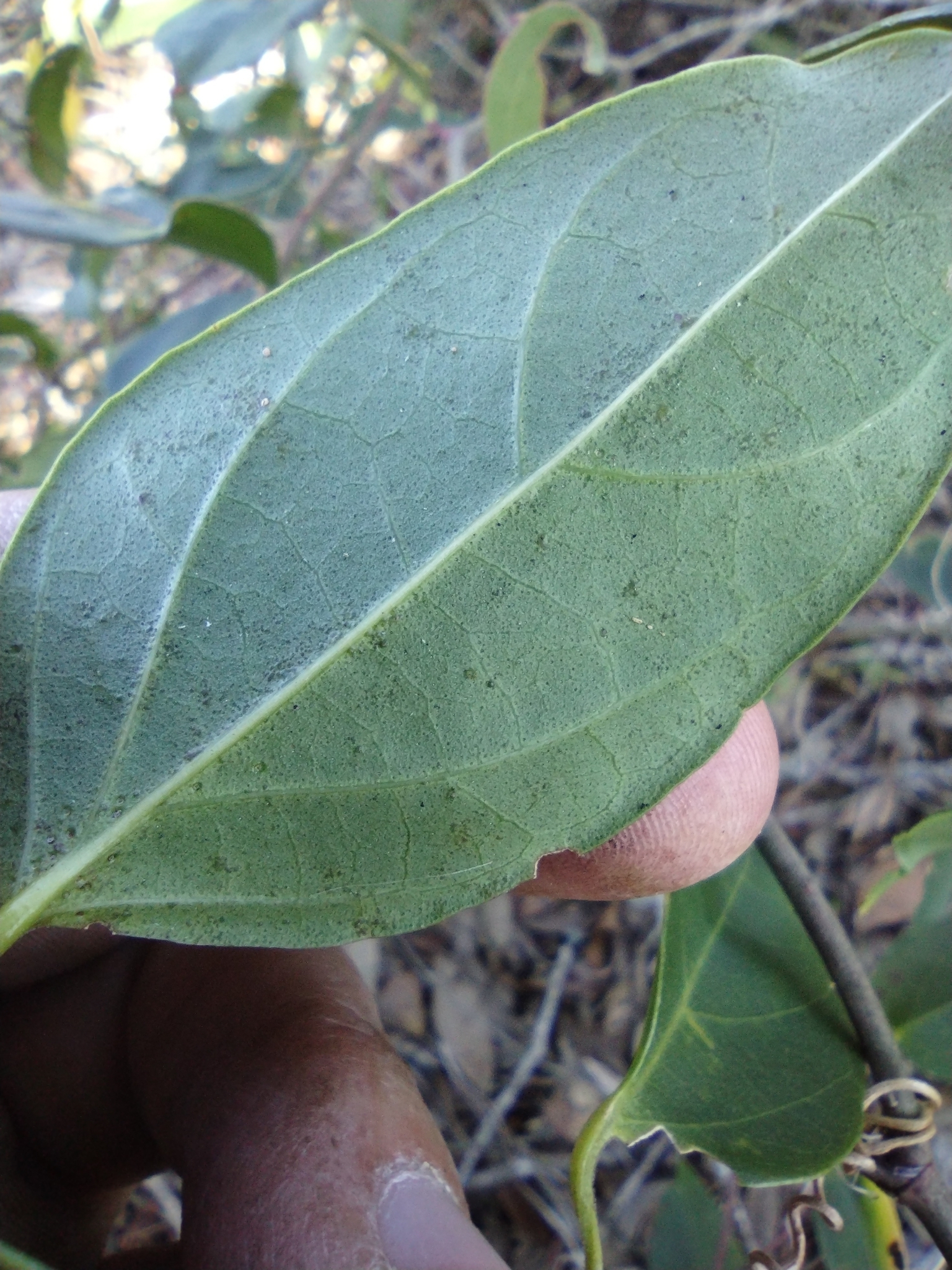 Imagem de Flor-de-são-joão