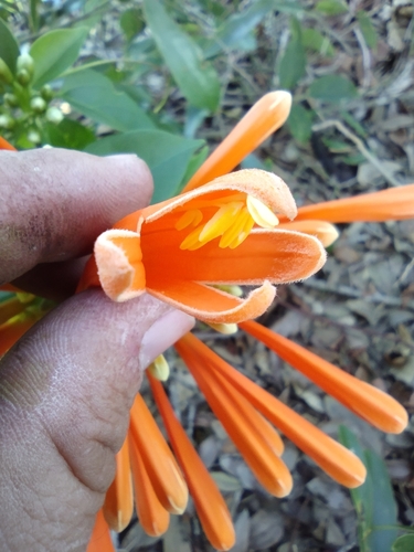 Foto de Flor-de-são-joão