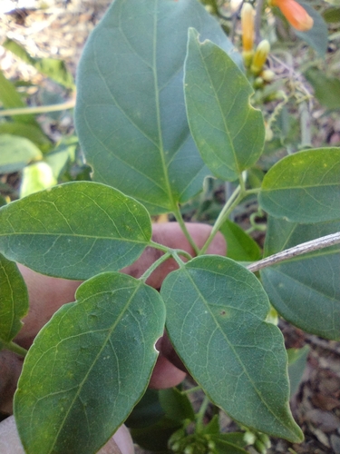 Foto de Flor-de-são-joão