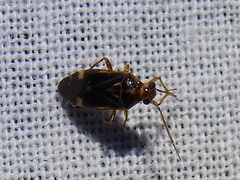 Tropidosteptes