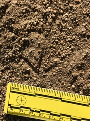 Callipepla californica