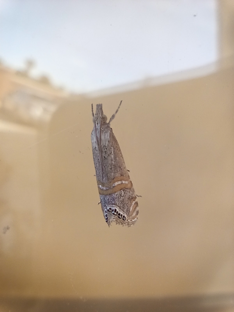 Belted Grassveneer from Av. Benito Juárez 3201 Colonia Dublán, Dublan