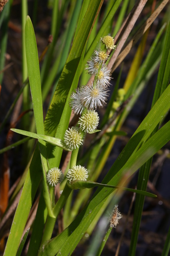 Sparganium japonicum iNat (3)