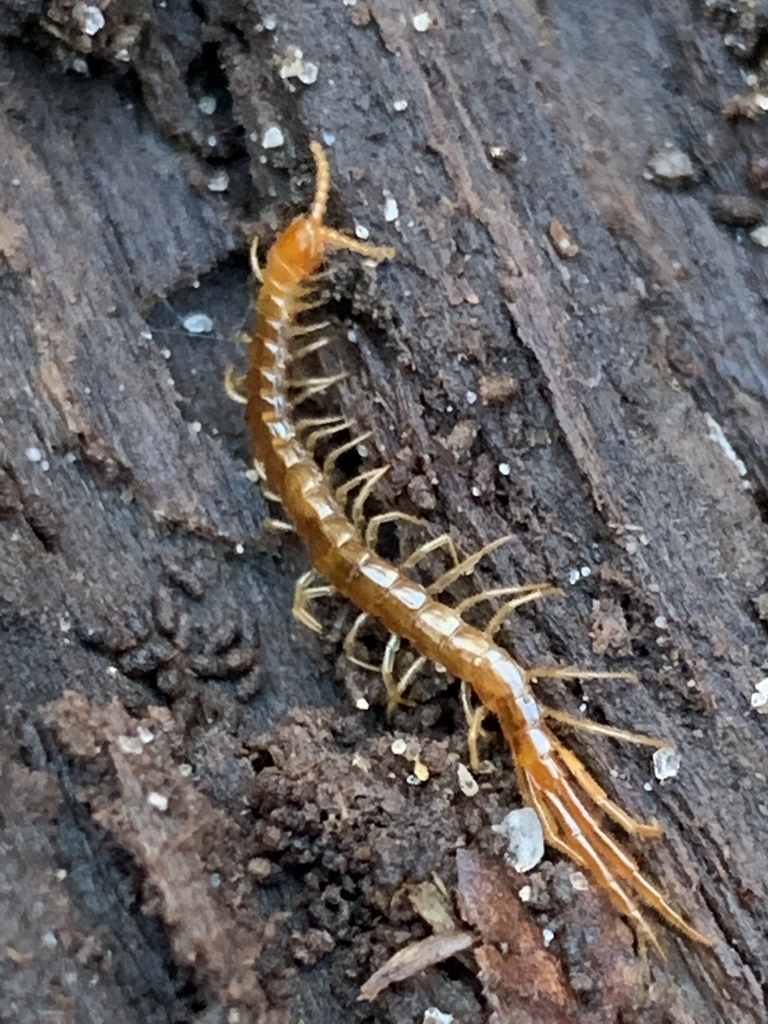 Common Cryptops from Muttontown Preserve, Muttontown, NY, US on January ...