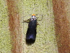 Stigmella resplendensella
