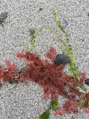 Microcladia coulteri