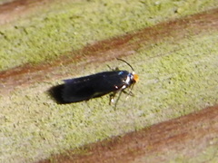 Stigmella resplendensella