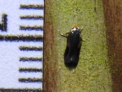 Stigmella resplendensella