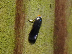 Stigmella resplendensella