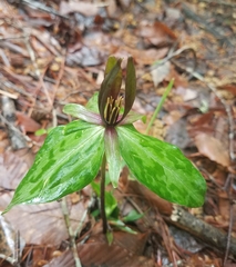 Trillium ludovicianum