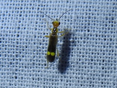 Malthinus occipitalis