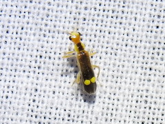 Malthinus occipitalis