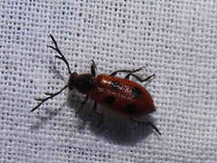Pelonides quadripunctata