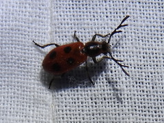 Pelonides quadripunctata