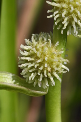 Sparganium japonicum