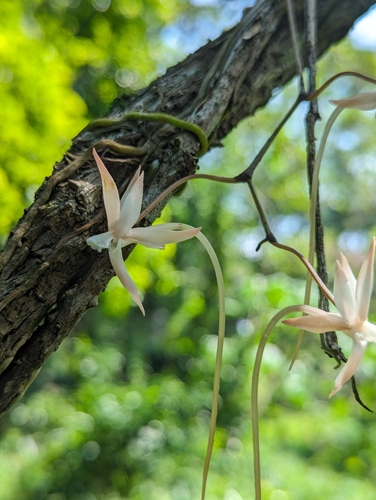 Aerangis arachnopus