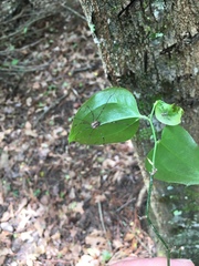 Leiobunum ventricosum