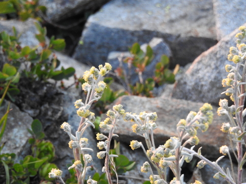 Image of Alps Wormwood (Artemisia umbelliformis) by (c) Yves Bas, some rights reserved (CC BY)